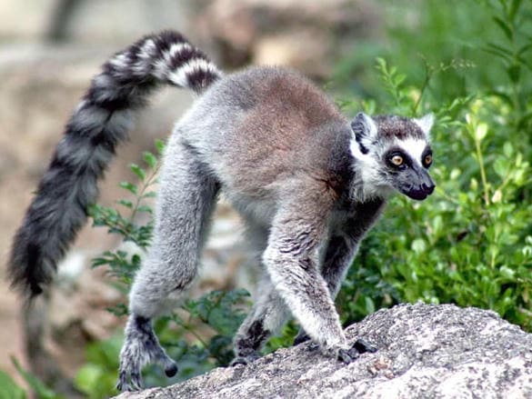 動物図鑑・ワオキツネザル